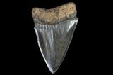 Fossil Mako Shark Tooth - Georgia #75027-1